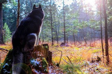 Oturan bir köpek siluet