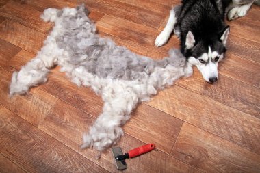 Köpek yanında yatıyor