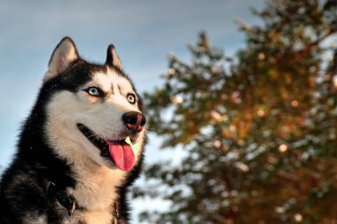 Güzel bir Sibirya portresi