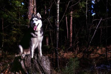 Husky gün oturan, zevk