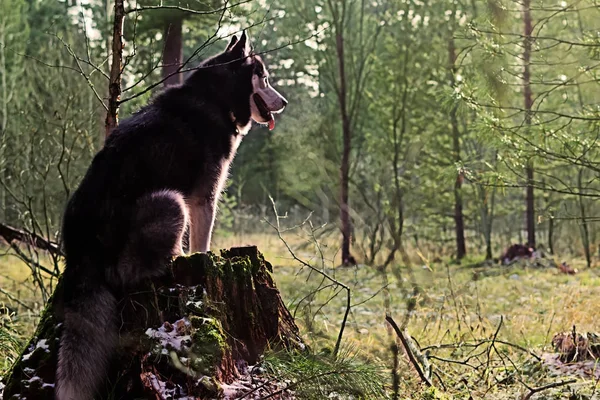 Silhouette eines sibirischen Huskys — Stockfoto