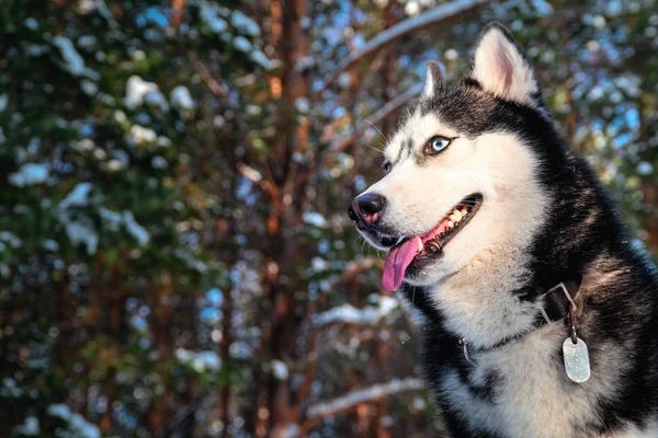 Portret van de Siberische husky in — Stockfoto