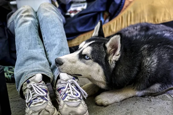 Siyah-beyaz Sibirya husky köpek — Stok fotoğraf