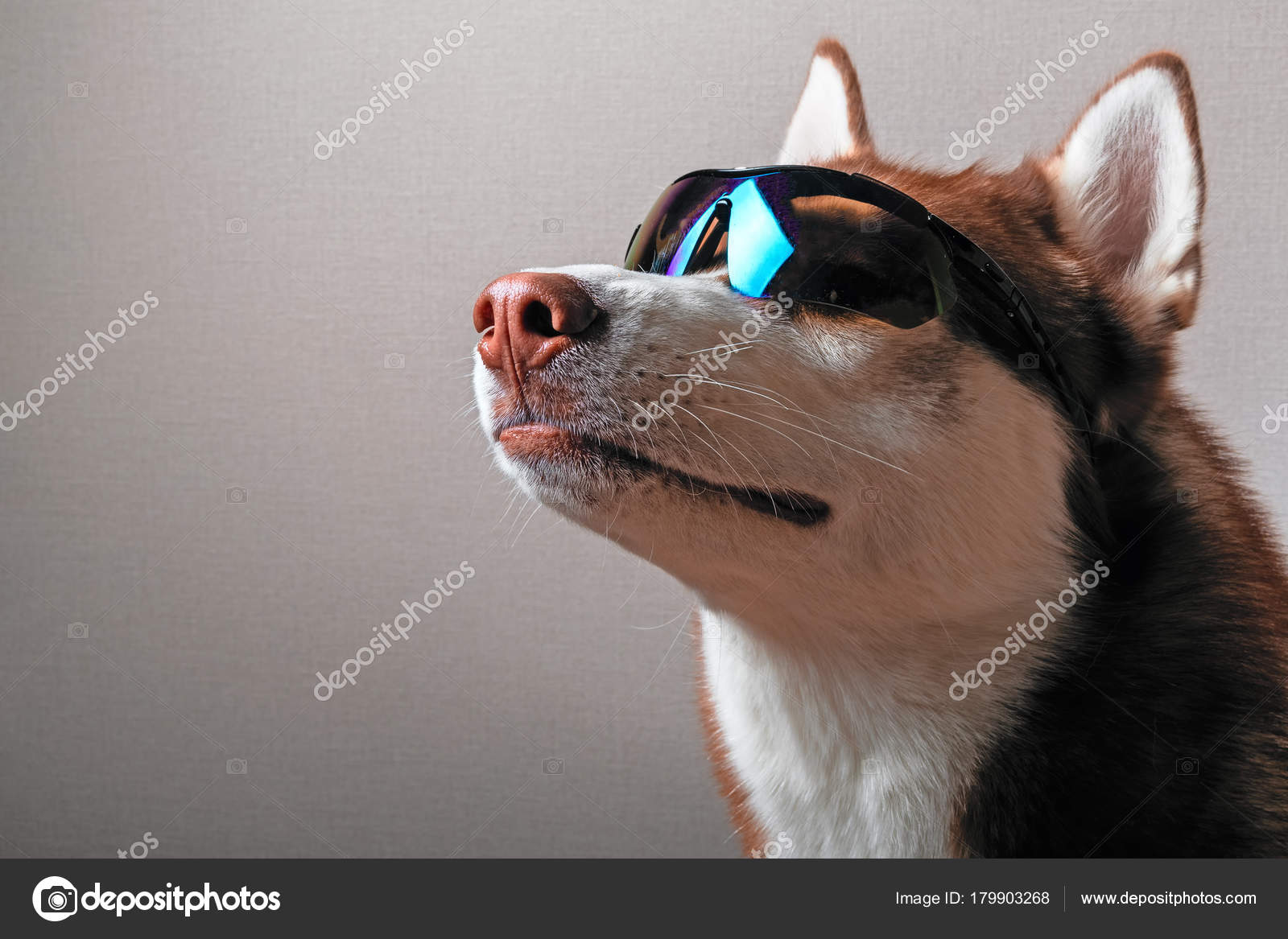 husky sunglasses