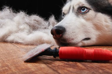 Husky köpek ve gelirin