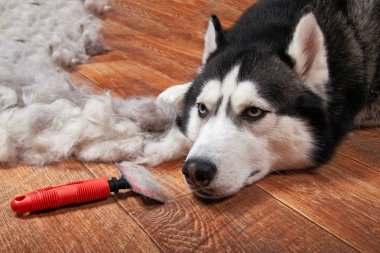 Husky köpek ve gelirin