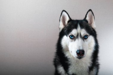 Stüdyo portre husky köpek