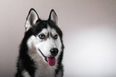 Stüdyo bir husky portresi