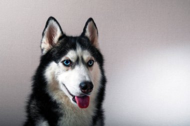 Stüdyo bir husky portresi