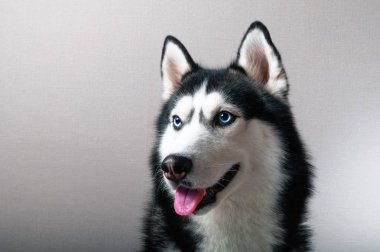 Stüdyo bir husky portresi