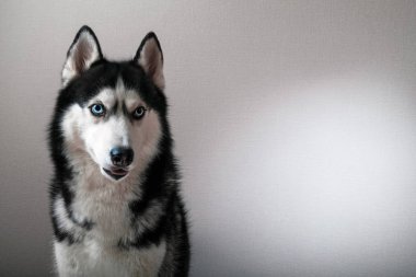 Güzel bir portresi stüdyo