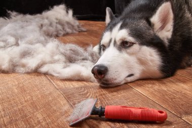 Husky köpek çoğalmaktadır içinde ve