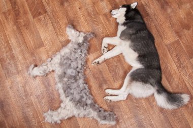 Köpek yanında yatıyor
