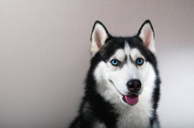 Portre mutlu duygu husky köpek.
