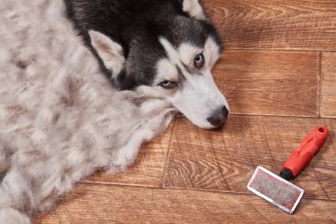 Husky köpek çoğalmaktadır içinde ve
