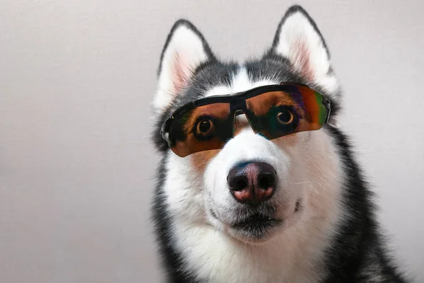 Husky cane indossa occhiali da sci . — Foto Stock