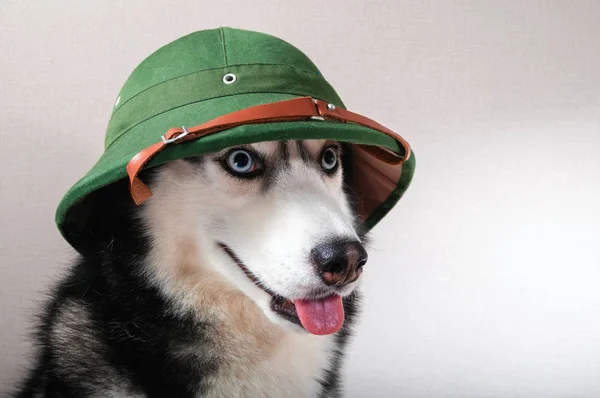 Pies Husky w retro zielony — Zdjęcie stockowe