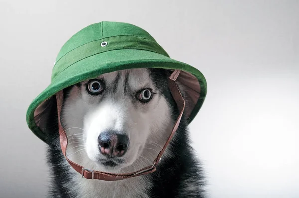 Husky perro en verde pith —  Fotos de Stock