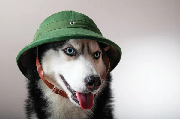 Husky cão em verde vintage — Fotografia de Stock