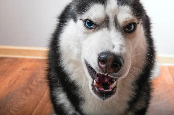 Cão desnudado e rosna em — Fotografia de Stock