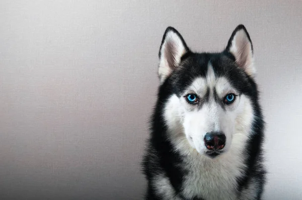 Studio portret husky câine cu — Fotografie, imagine de stoc