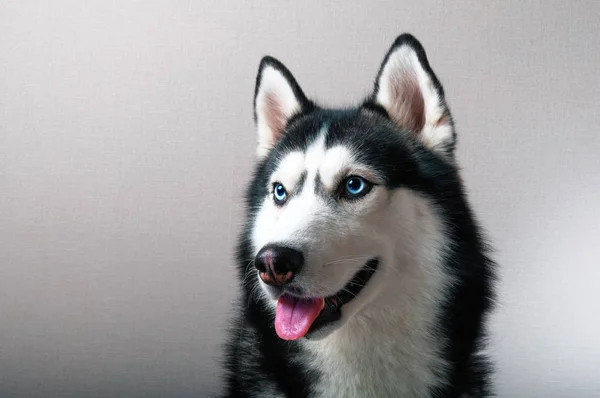 Retrato de estudio de un husky —  Fotos de Stock