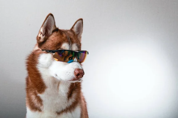 Husky-Hund in Skibrille. — Stockfoto