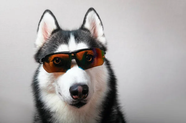 Хаскі собака в лижних окулярах . — стокове фото