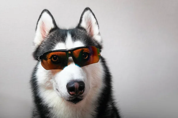 Husky hond in Skibrillen. — Stockfoto