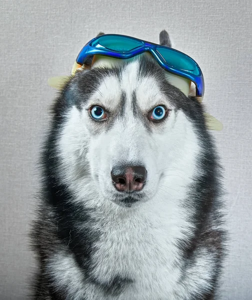 Husky siberiano con gafas para —  Fotos de Stock