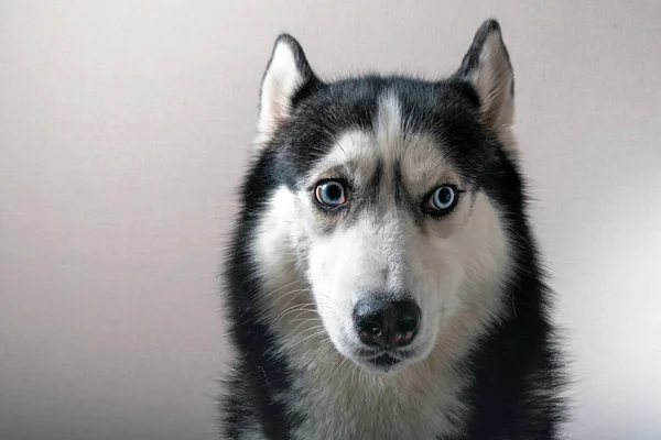 Portrét chraptivého psa. — Stock fotografie
