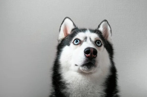 Estudio retrato husky perro buscando —  Fotos de Stock