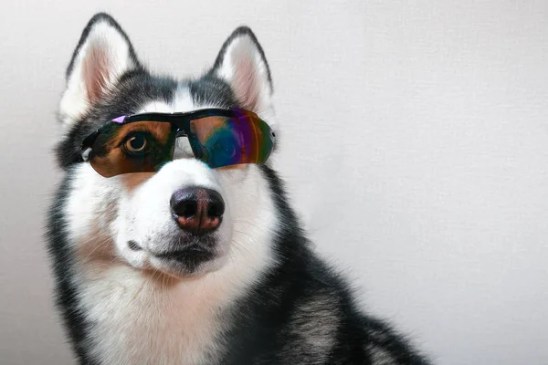 スキーゴーグルのハスキー犬. — ストック写真