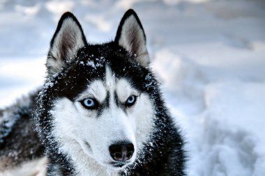 Husky köpek yalan