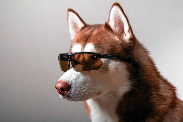 スキーで赤のハスキー犬 — ストック写真