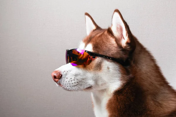 スキーゴーグルのハスキー犬. — ストック写真