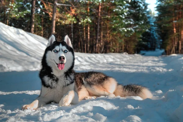 Husky kisállat kutya fekszik — Stock Fotó