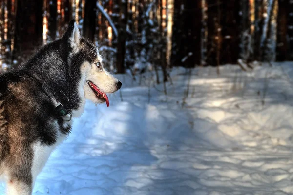 Perro husky siberiano en invierno —  Fotos de Stock