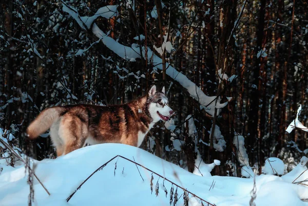 Siberian Husky i vinter skog. — Stockfoto