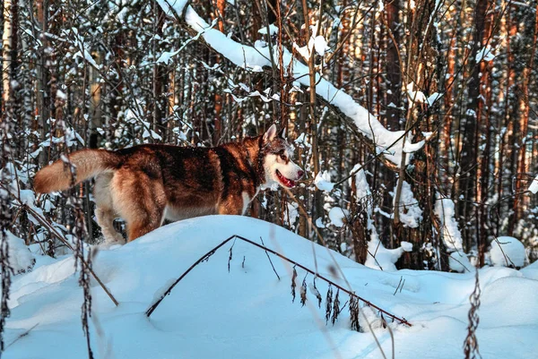 Хаскі собака зі снігом — стокове фото