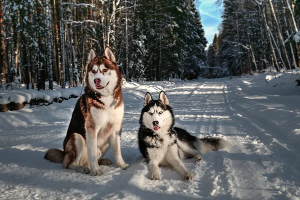 Husky siberiano em um inverno — Fotografia de Stock