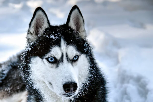 Husky perro acostado en el — Foto de Stock