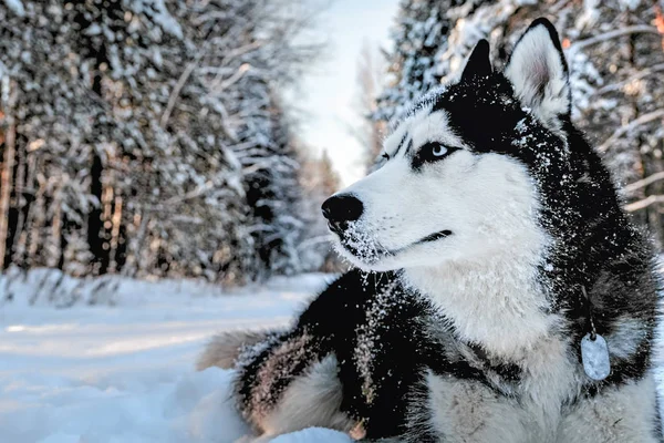 Husky perro acostado en el —  Fotos de Stock