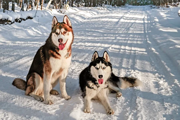 Szibériai husky, télen — Stock Fotó