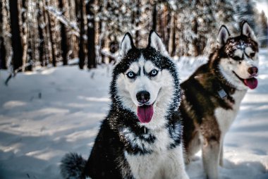 Siberian dış yapraklar karlı içinde