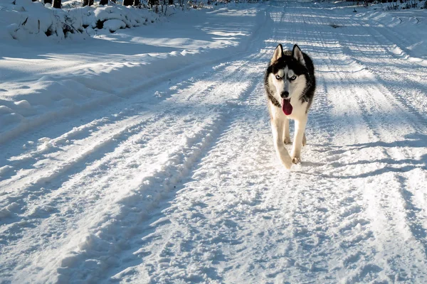 Husky kutya fekete-fehér — Stock Fotó