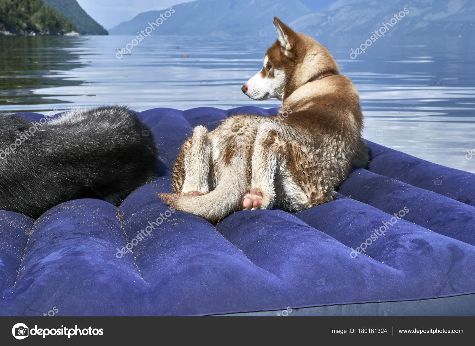 Cute Red Siberian Husky Puppy Stock Photo Image By C Westsib 180181324