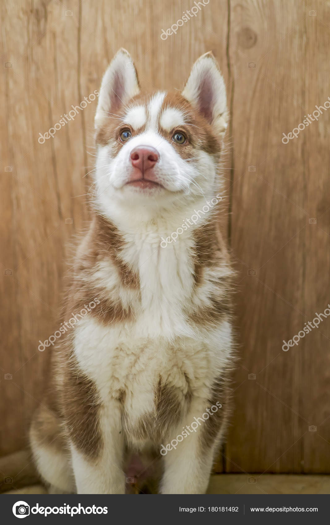 Copper Red Husky Puppy Red Husky Blue Eyes Copper Husky Puppy Red