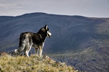 Siberian dış yapraklar üstünde duruyor