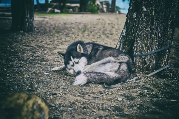 Husky sibérien noir et blanc — Photo